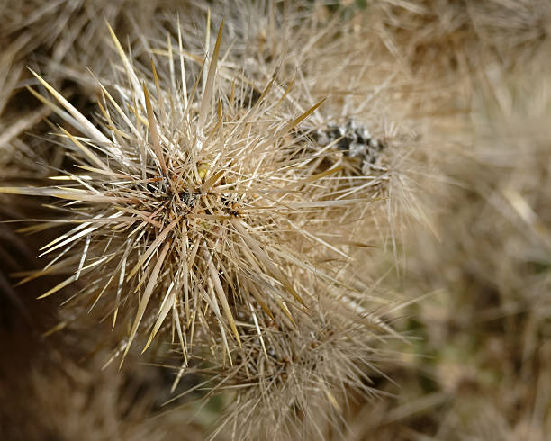 Sharp spiky defences protect cactus from predators