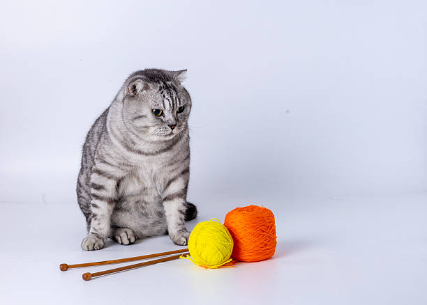 Shooting a short-haired American cat playing with a wool ball