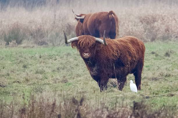 istock Highland cattle cow and cattle egret 2253277676