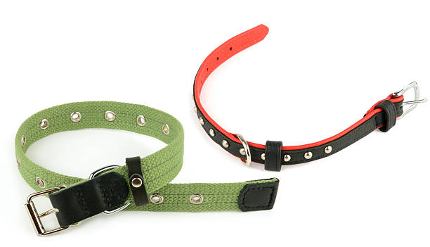 istock Two Stylish Dog Collars for Small and Medium Pets 2253278480