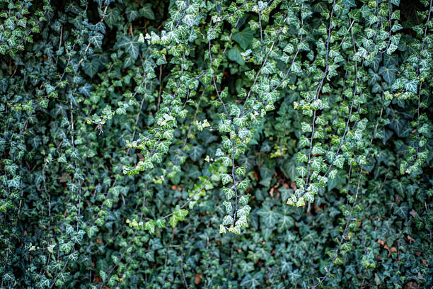Close-up of lush green ivy leaves covering a wall.