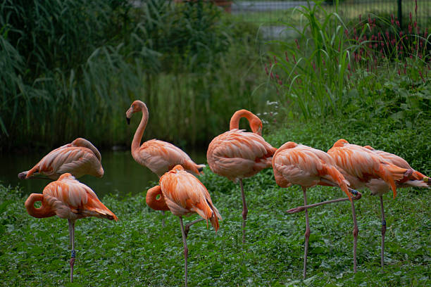 Pink Flamingo Flock Standing Together In Lush Marsh Feeding And Preening, Vibrant Colony Reflected In Shallow