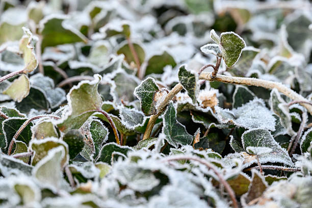 Frosted leaves covered with ice in a frosty morning garden. Color of the Year 2026, Cloud Dancer.