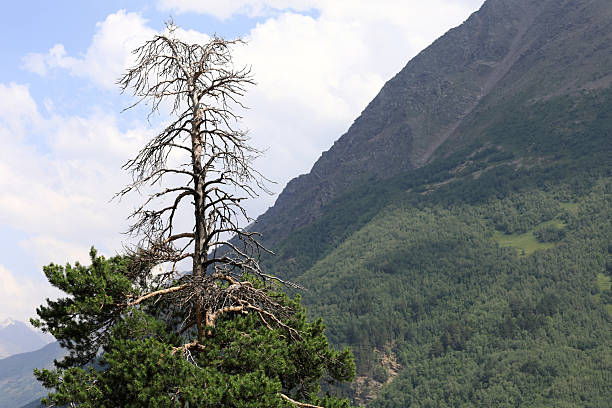 Dead tree with bare branches standing prominently against a green mountainous landscape and cloudy sky in Kabardino-Balkaria, Elbrus region, Mount Cheget.