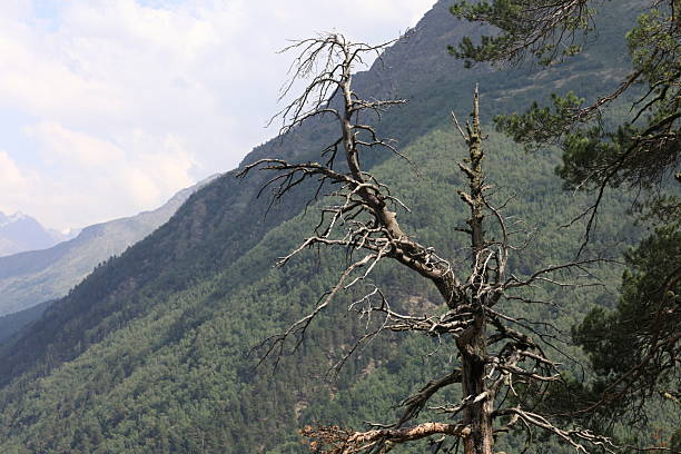 Dry bare tree with many branches against a backdrop of green forested mountain slopes on a cloudy day in Mount Cheget, Kabardino-Balkaria.