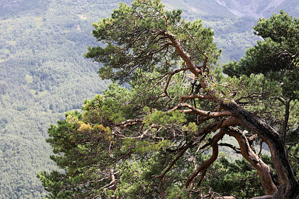 istock Gnarly pine tree branches with green needles in foreground 2253279444