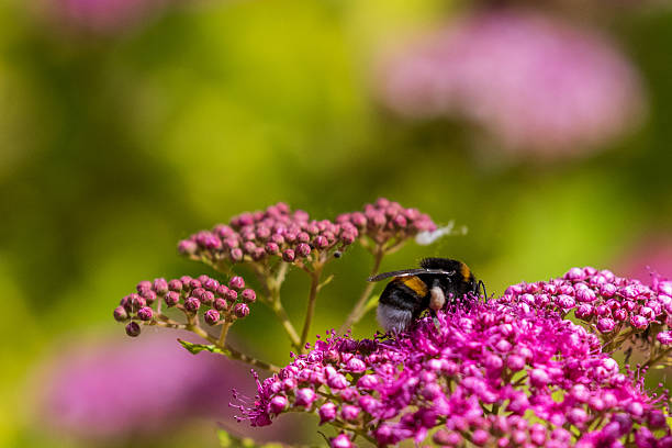 Close-up of a bee feeding off a plant