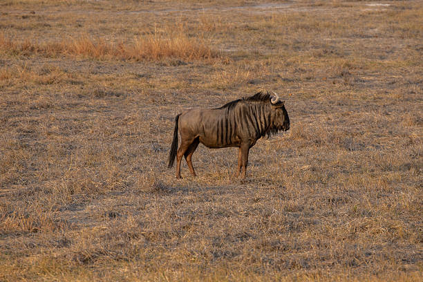 A wild male wildebeest in Zimbabwe, Africa