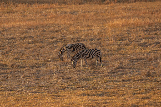 Zebra herd, Pilanesberg National Park.