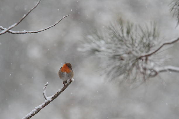 istock European robin (Erithacus rubecula) perched on a tree trunk looking for food 2253281324
