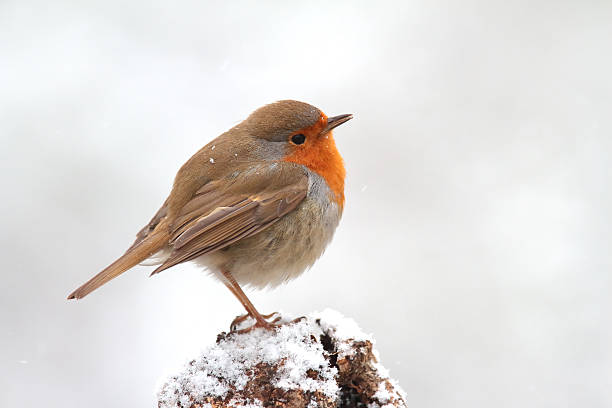 istock European robin (Erithacus rubecula) perched on a tree trunk looking for food 2253281773