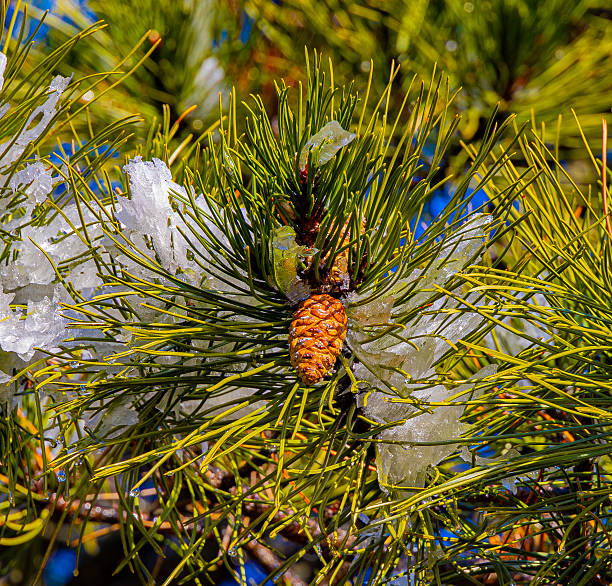 Norway spruce pinecones