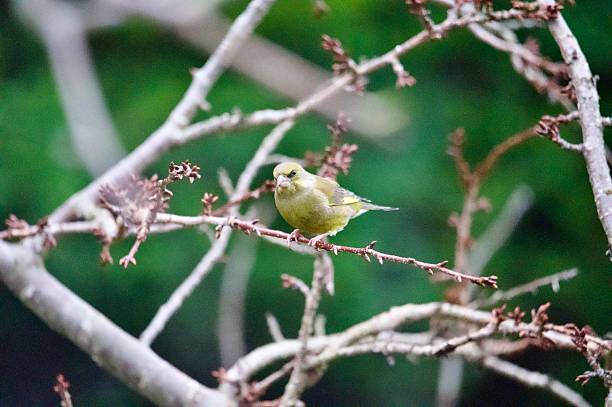 istock Greenfinch garden bird perched in branches 2253282600