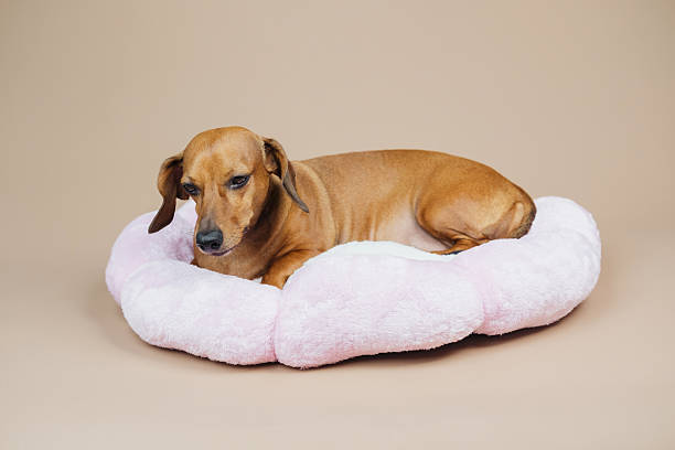 istock Brown dog resting on soft pink pet bed, calm pose, plain background. 2253282759