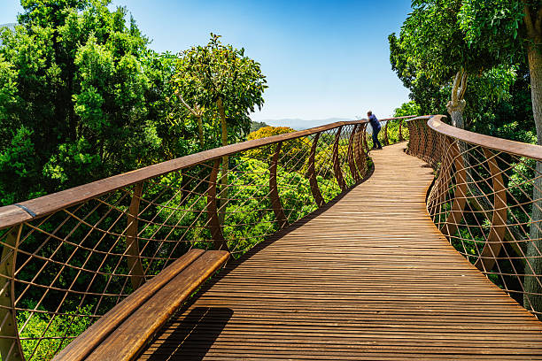 A curved wooden walkway climbs through a lush canopy in Cape Town, offering sweeping views toward Table Mountain and the Twelve Apostles. A lone hiker pauses to enjoy the scenery.