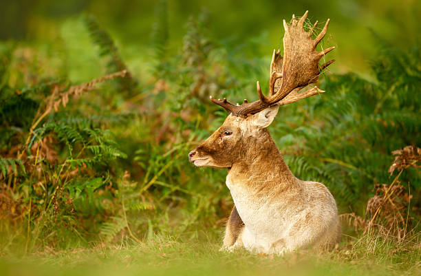 istock Fallow deer stag lying among green ferns in autumn meadow 2253285053