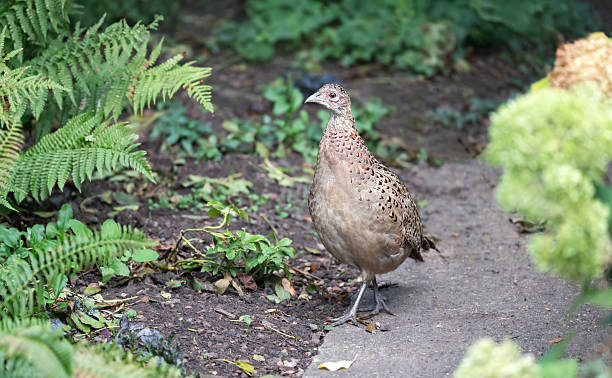 istock Female Common pheasant foraging in garden setting 2253285251