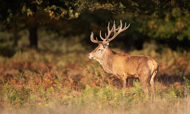 istock Red deer stag standing in ferns in autumn meadow 2253285303