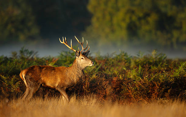 istock Red deer stag standing in a misty meadow at sunrise 2253285407