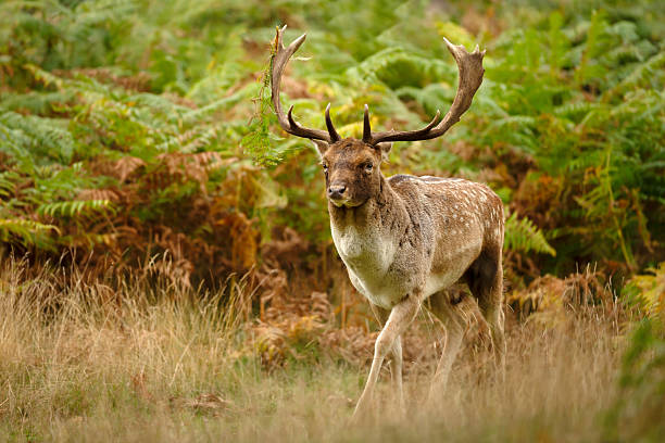 istock Fallow deer stag standing among green ferns in autumn meadow 2253287646