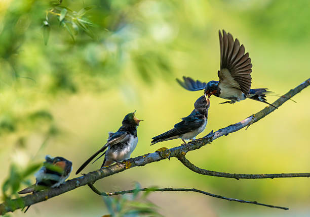 istock swallow flies with insects in its beak to feed its chicks perched on a branch with their beaks open 2253290803