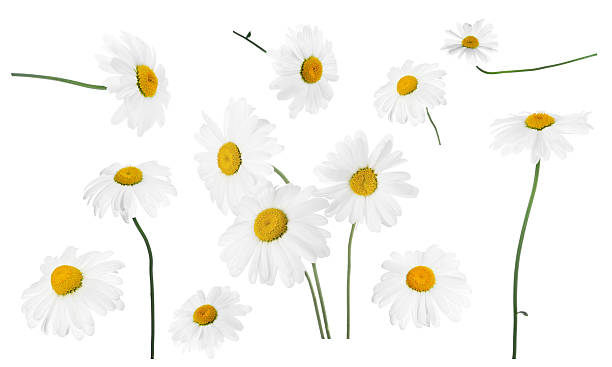 istock Set of chamomile flowers isolated on white 2253291388