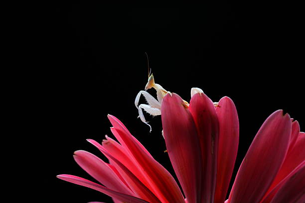 orchid mantis blending with a pink flower, close-up macro photography on dark background.