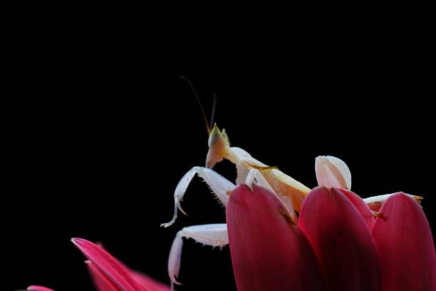 White orchid mantis perched on a vibrant pink flower against a black background, showcasing camouflage, macro detail, and natural elegance.