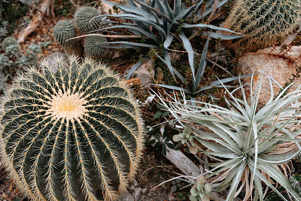 A variety of cacti and succulents thrive together in a natural desert garden.