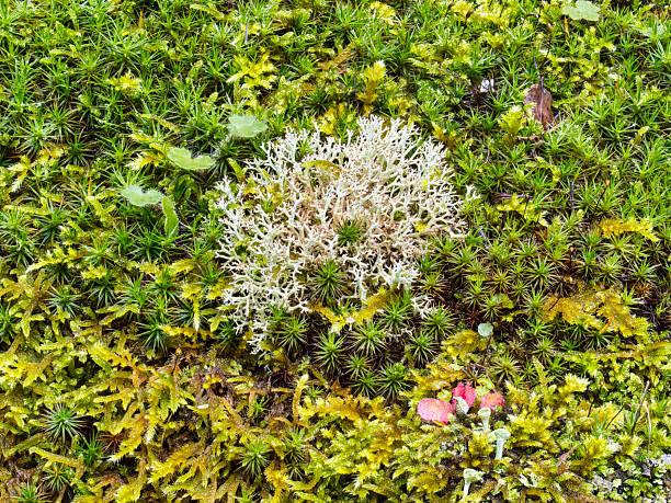 Nature background of moss and lichens