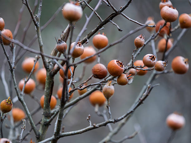 European medlar fruit