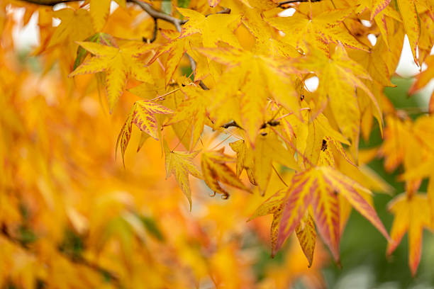 Dense golden leaves fill the frame on a tree during autumn with soft natural light.