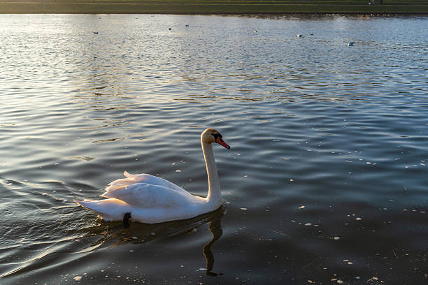 A graceful mute swan swims through gently rippled water in warm evening light. Peaceful wildlife scene with natural reflections, open copy space, and tranquil outdoor atmosphere for nature and travel themes.
