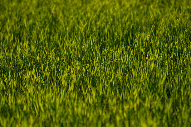 Grass background texture. Green grass field backdrop. Lush lawn closeup view. Fresh grass on ground. Lawn and grass texture. Grassy nature backdrop