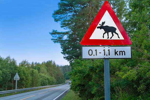 istock Norway moose crossing warning sign on forest road 2253298053