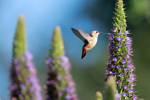 istock Hummingbird and Pride of Madeira 2253298229