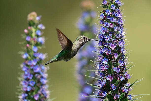istock Hummingbird and Pride of Madeira 2253298232