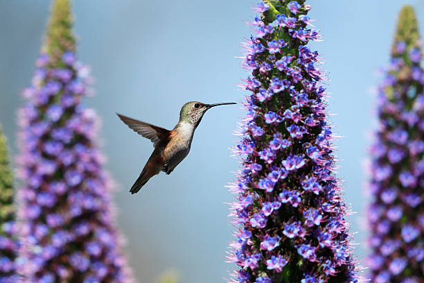 istock Hummingbird and Pride of Madeira 2253298259