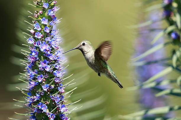 istock Hummingbird and Pride of Madeira 2253298357