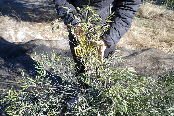 istock A person picks olives from a branch 2253298364