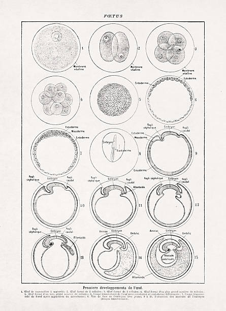 Medical illustration about the foetus during early stage from an old French dictionary.