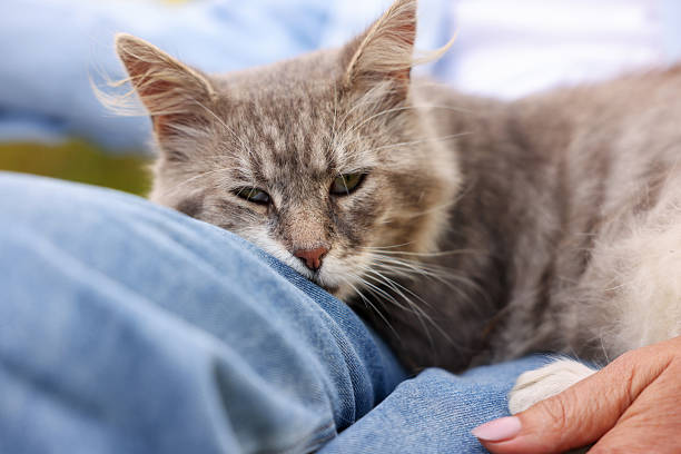 istock Senior woman with cute cat outdoors, closeup 2253300551