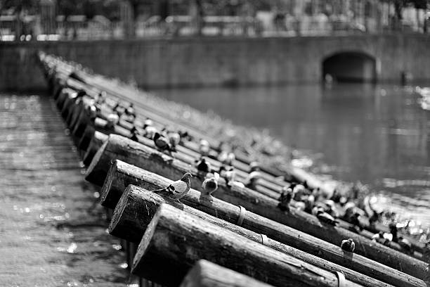 Black and white image of birds perched on wooden logs over a river.