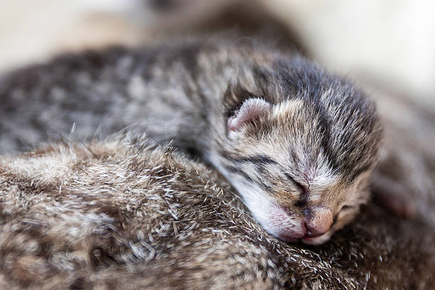 istock Newborn kittens sleepn on her mother 2253302192