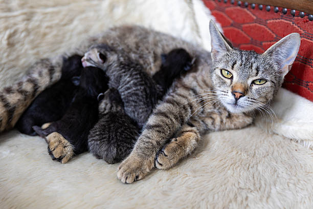 istock Mom cats feed her newborn kittens 2253302206