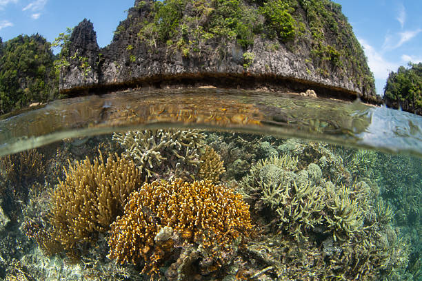 istock Shallow Corals Grow in Misool, Raja Ampat 2253302233