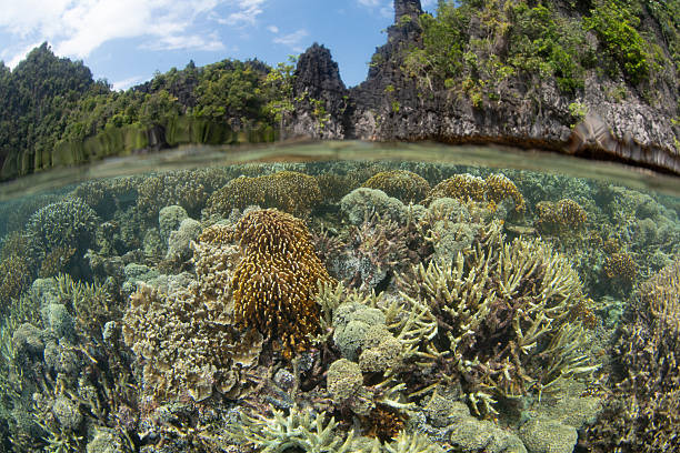 istock Shallow Corals Grow in Misool, Raja Ampat 2253302245