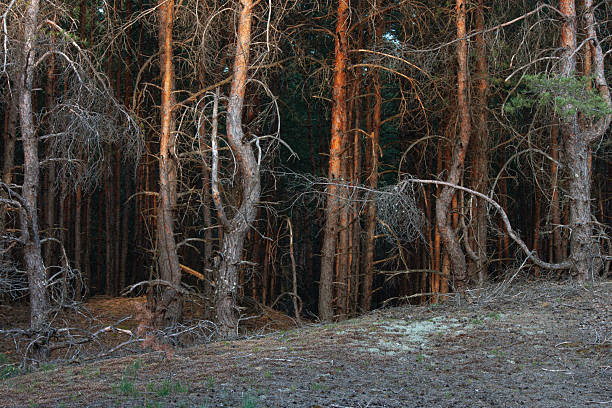 mystical curved pine trunks in a dense, mysterious forest of horrors