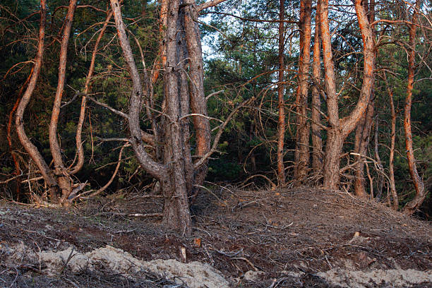 Conifer wood in Pembrokeshire, Wales.