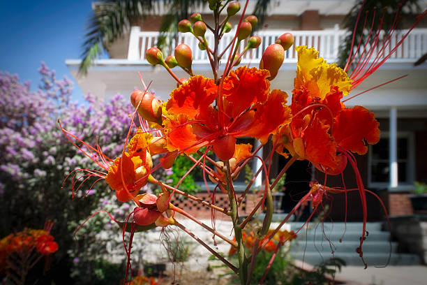 istock Manhattan Heights Flowers 2253303132